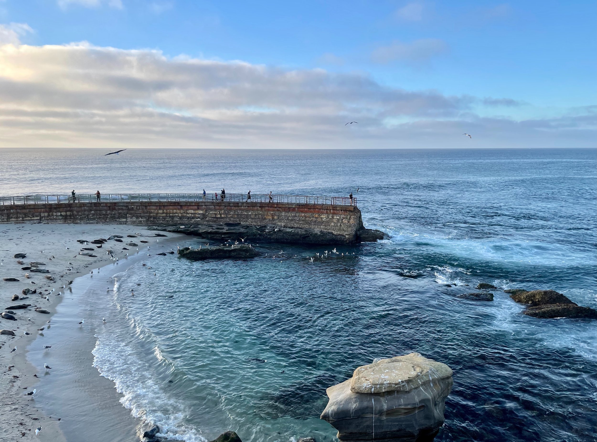 bright blue ocean with seals
