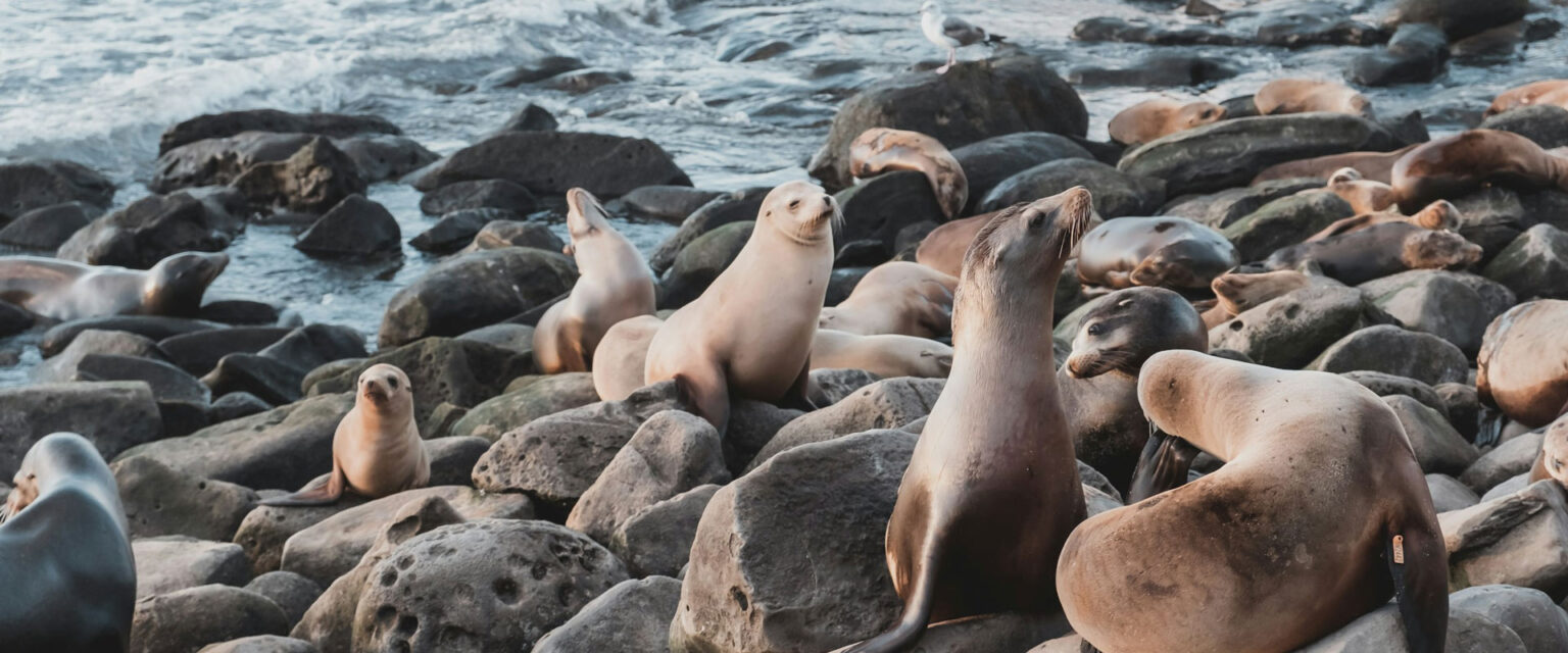 seal on rocks in La Jolla