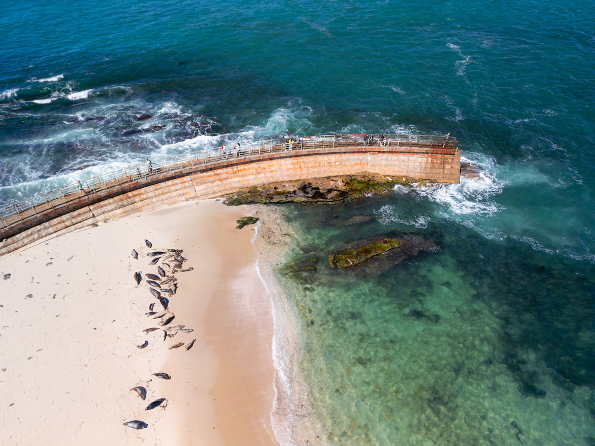Seals at Childrens Pool Beach